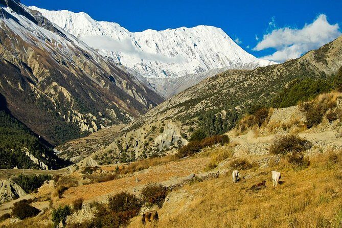 17 Days Adventurous Annapurna Tilicho Pass Trekking - Logistics and Support