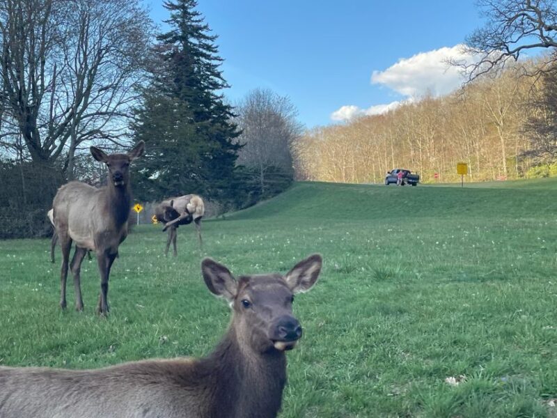 2.5-3 HR Maggie Valley: Guided Scenic UTV Adventure - Final Thoughts