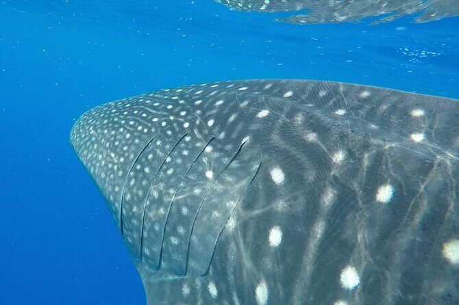 2.5 Hour Morning Snorkel - FAQ