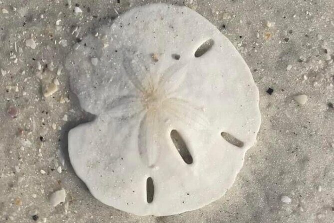 2.5 Hour Shell Key Island Adventure Including Dolphins And Shells - Who Will Love This Tour?