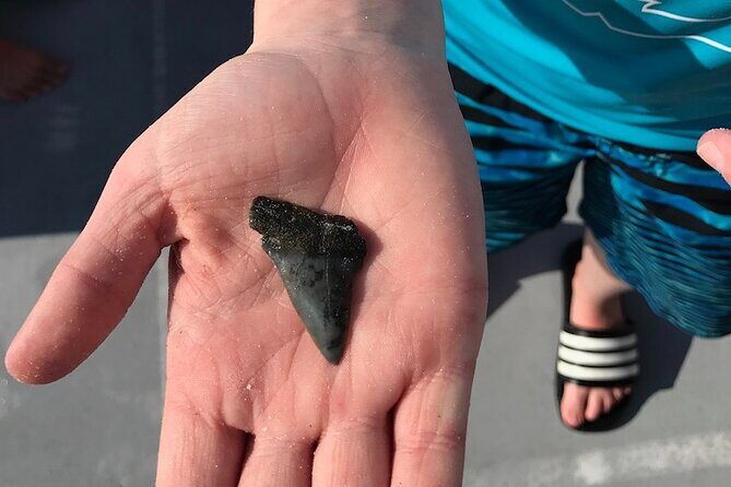 2.5 Hour Shell Key Island Adventure Including Dolphins And Shells - The Sum Up