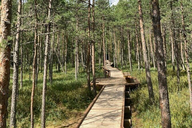 2.5 Hours Hike in Vaattunkikongas Forest Trail - Key Points