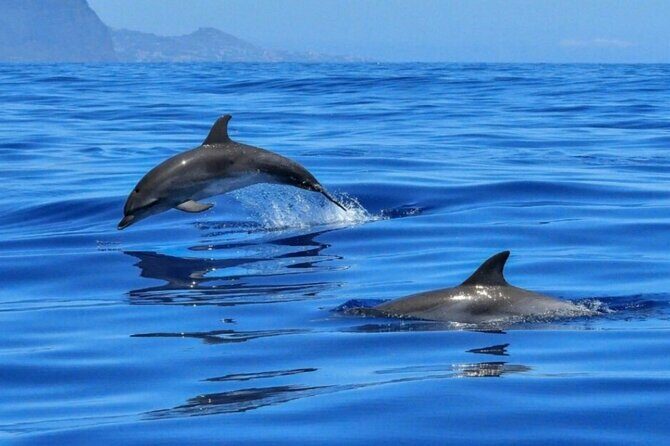 2.5 Hours Sunset Boat Tour in Search of Dolphins - Itinerary Breakdown: What Should You Expect?