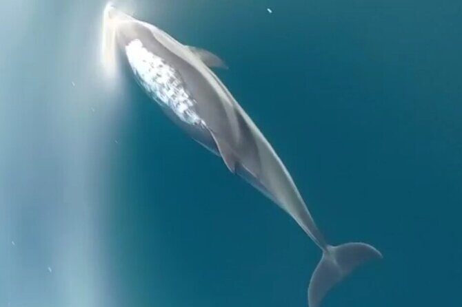 2.5 Hours Sunset Boat Tour in Search of Dolphins - Why This Tour Works for You
