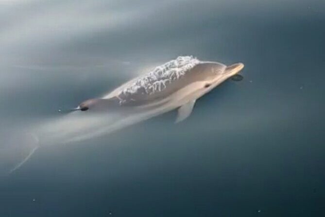 2.5 Hours Sunset Boat Tour in Search of Dolphins - Final Thoughts: Who Is This Tour Best For?