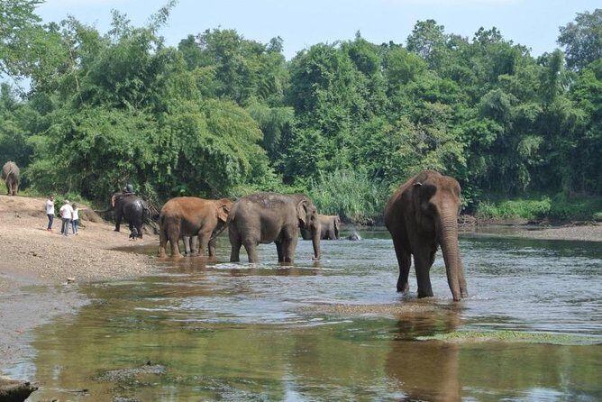 2 day 1 night Elephant World Kanchanaburi from Bangkok - The Ethical Debate