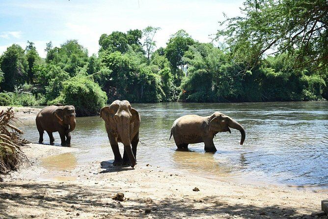 2 day 1 night Elephant World Kanchanaburi from Bangkok - Who Is This Tour Best For?