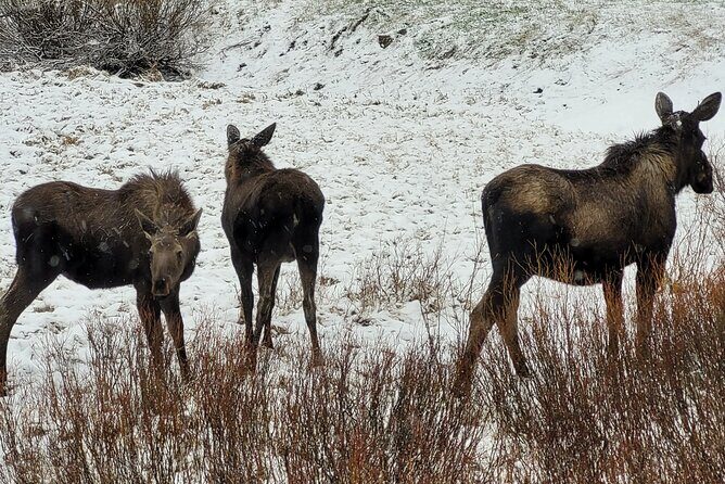 2 Day 1 Night Yellowstone with Expert Guide - Final Thoughts: Is This Yellowstone Tour Worth It?