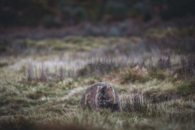 2 day Cradle Mountain and Wineglass Bay - FAQ