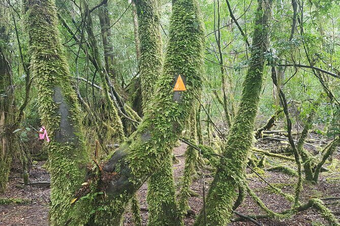 2 Day Cradle Mountain Tour / Hobart return / Inc. Accommodation - FAQ