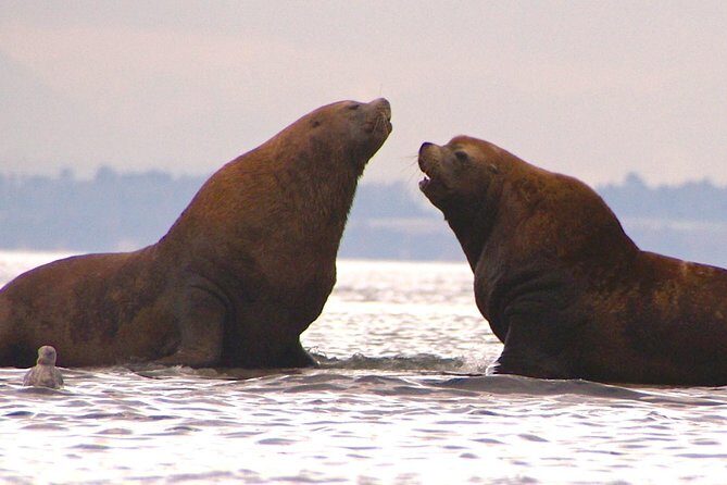 2-Day Fully-Catered Kayak Camping Trip in the San Juan Islands - Practical Aspects of the Tour