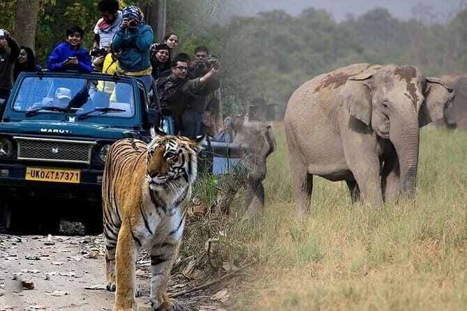 2-Day Jaipur, Jhalana Leopard & Sariska Tiger Safari - An Overview of the Tour Experience