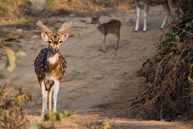 2-Day Jaipur, Jhalana Leopard & Sariska Tiger Safari - Who Will Love This Tour?
