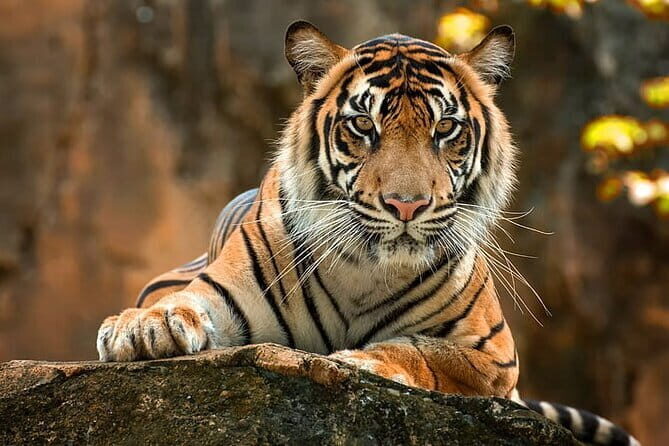 2-Day Jungle Safari with Sunrise view of Taj Mahal - An In-Depth Review of the 2-Day Jungle Safari with Sunrise View of Taj Mahal