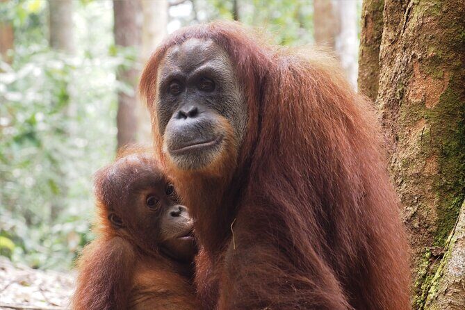 2-Day Jungle Trekking & Rafting in North Sumatra - The Sum Up: Why This Tour Is a Great Choice