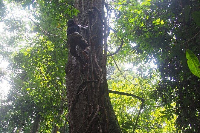 2-Day Jungle Trekking & Rafting in North Sumatra - FAQ