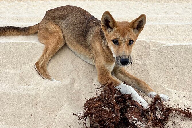 2 Day Kgari Fraser Island Small Group Camping Tour - FAQ