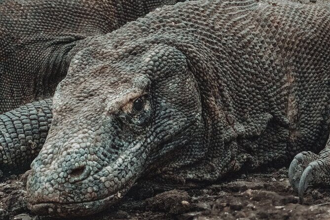 2-Day Komodo National Park and Rinca Island Wildlife Adventure from Bali - An In-Depth Look at the 2-Day Komodo Tour