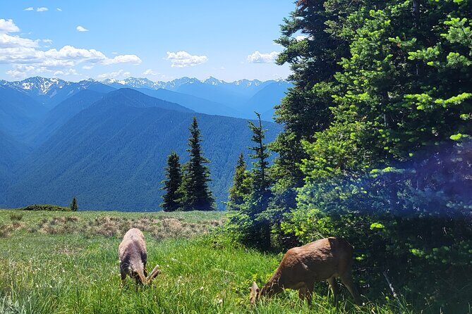 2 Day Mt Rainier All-Inclusive Small Group Tour - Final Thoughts