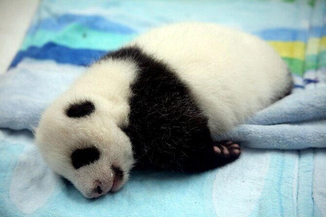2-Day Private Chengdu Panda Tour - Exploring the Itinerary in Detail