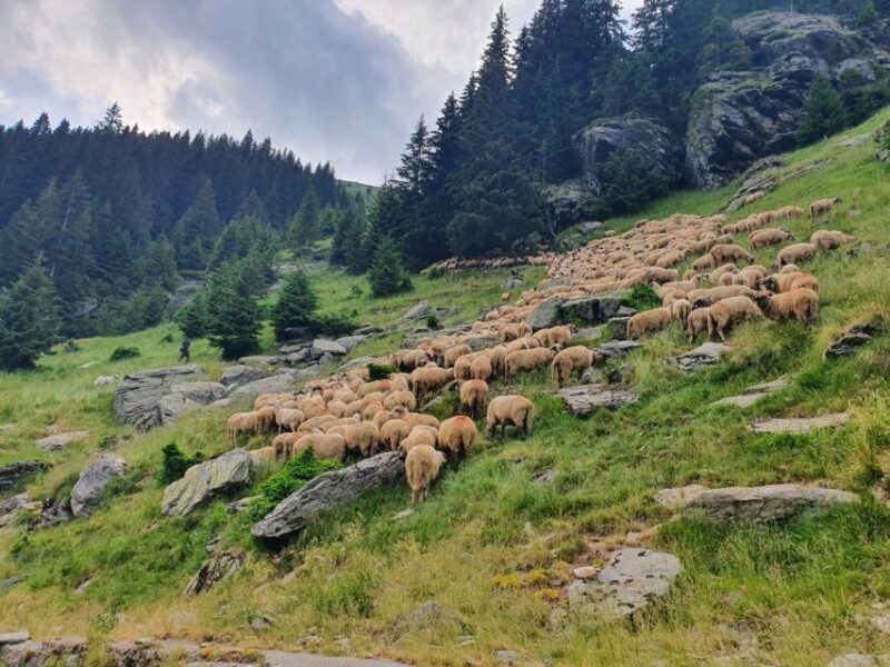 2 Day Private Tour from Bucharest in Transylvania - Key Points