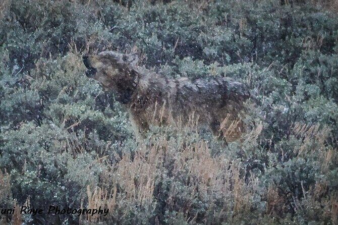 2-Day Private Tour in Yellowstone(Lower and Upper Loops w Iconic Sites) w Lunch - The Heart of the Experience: A Complete Breakdown