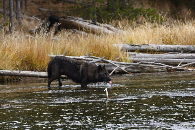 2-Day Private Tour in Yellowstone(Lower and Upper Loops w Iconic Sites) w Lunch - The Sum Up