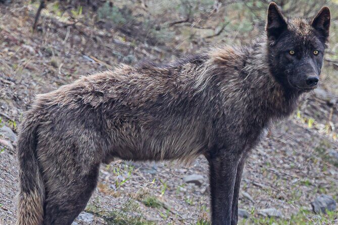 2-Day Private Tour in Yellowstone(Lower and Upper Loops w Iconic Sites) w Lunch - Frequently Asked Questions