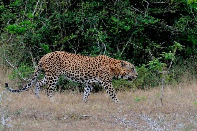 2 Day Private Tour of Yala wild Safari & Galle Sightseeing - All Inclusive - The Journey Begins: From Negombo to Yala and Galle