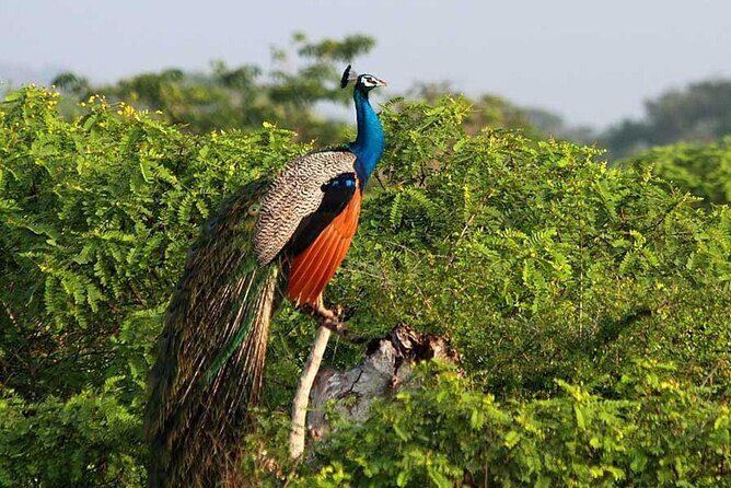 2 Day Private Tour of Yala wild Safari & Galle Sightseeing - All Inclusive - What Travelers Say