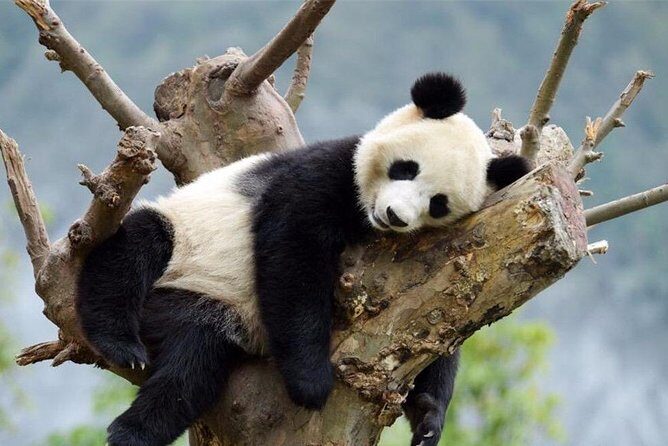 2-Day Private Tour to Chengdu City Highlights+Leshan Buddha from Shanghai by Air - Key Points