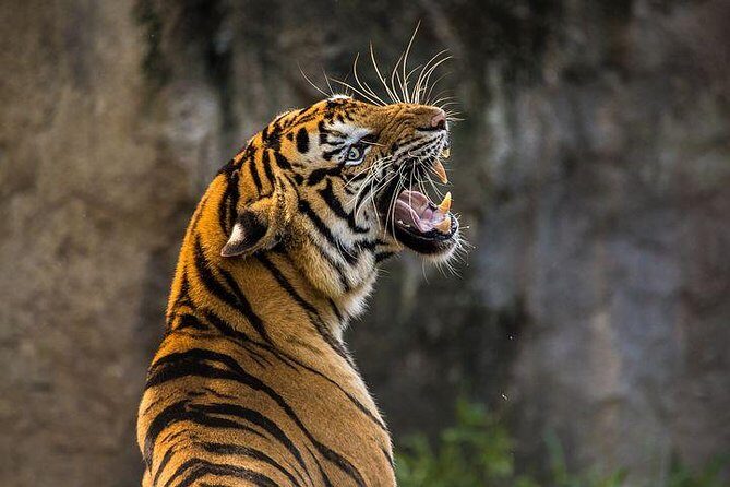 2-Day Private Tour to Ranthambhore Tiger Safari Tour from Jaipur - A Detailed Look at the Ranthambhore Tiger Safari Tour