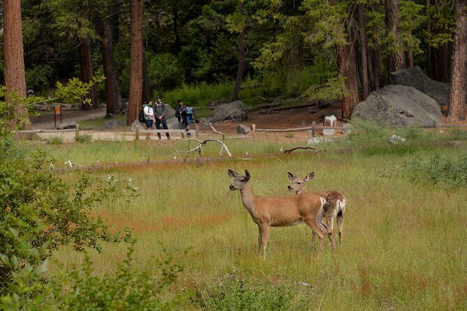 2 Day Private Tour to Yosemite National Park - Frequently Asked Questions