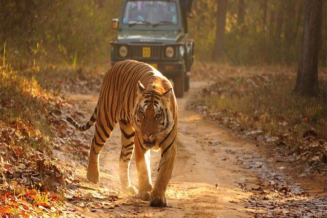 2-Day Ranthambore National Park Tour From Jaipur - An In-Depth Look at the 2-Day Ranthambore Tour