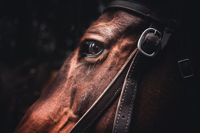 2-Day Sundance Overnight Backcountry Lodge Trip by Horseback - The Sum Up