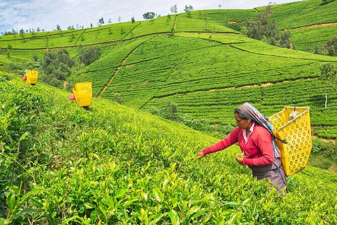 2 Day Tour of Udawalawe & Ella with Up Country Scenic Train Ride - All Inclusive - FAQs