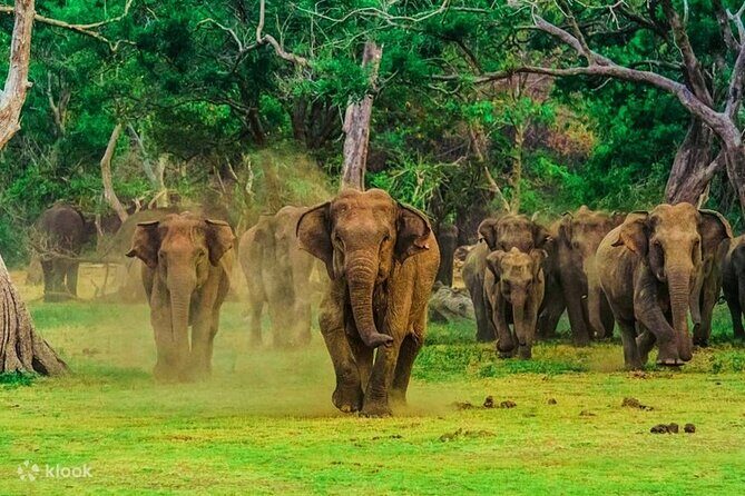 2 Day Tour to Galle & Udawalawe from Colombo - Final Thoughts: Is This Tour Worth It?