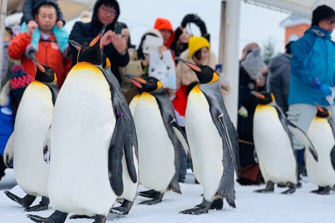 2 Day Tour to Icebreaker Mombetsu and Asahiyama Zoo in Hokkaido - Who Is This Tour Best For?