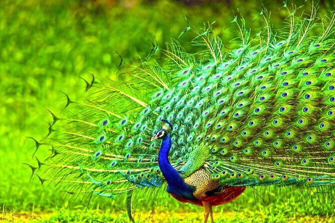 2 Day Tour To Sinharaja Rain Forest & Udawalawa From Galle - What Real Travelers Say (Insights from Reviews)