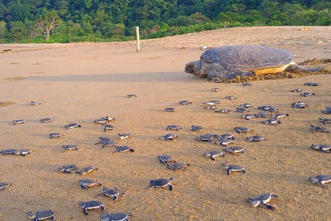 2 Day Volunteer Adventures in Sukamade Turtle Conservation - 2 Day Volunteer Adventures in Sukamade Turtle Conservation