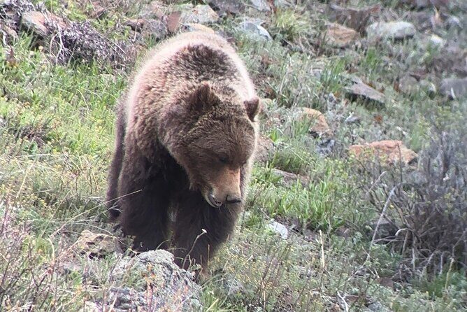 2 Day Yellowstone Safari Upper and Lower Loop Bozeman - A Practical and Authentic Yellowstone Experience: 2 Day Yellowstone Safari from Bozeman
