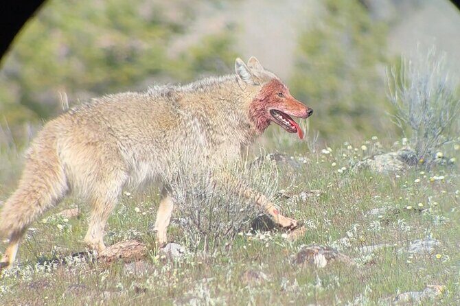 2 Day Yellowstone Safari Upper and Lower Loop Bozeman - Key Points