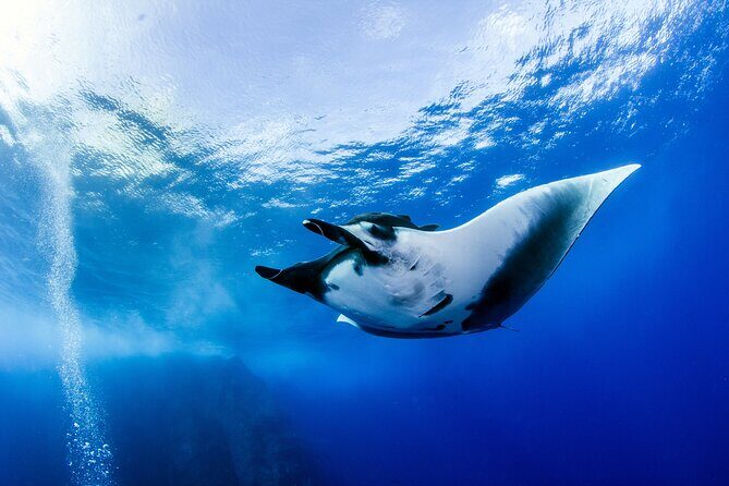 2 Days & 1 Night - 2 Dives in Lembongan/Penida (for certified divers) - Dive Into the Details: What to Expect