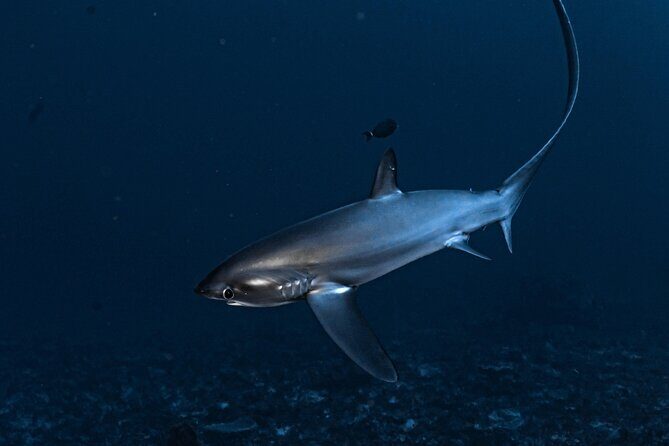 2 Days & 1 Night - 2 Dives in Lembongan/Penida (for certified divers) - Final Thoughts: Is This Tour for You?