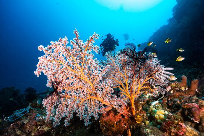 2 Days & 1 Night - 2 Dives in Lembongan/Penida (for certified divers) - FAQs