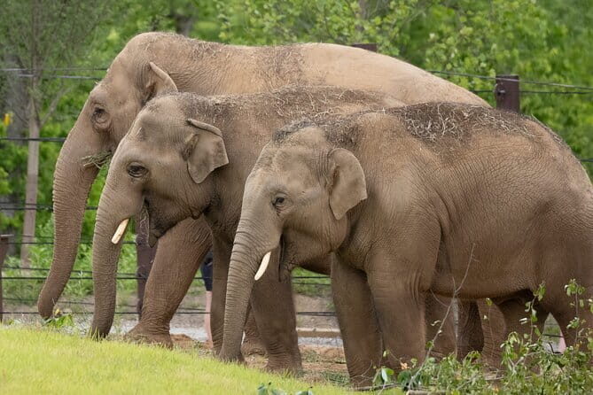 2 Days 1 Night Elephant and Nam Pouy National Tour - Key Points