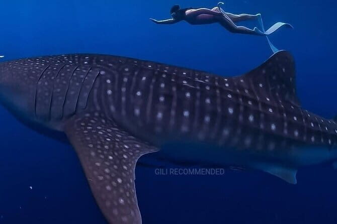 2 Days 1 Night Whale Shark Sharing - An In-Depth Look at the Experience