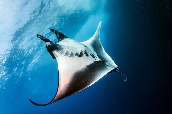 2 Days/1N Trip - Snorkeling with Manta Rays in Lembongan/Penida (all included) - A Close Look at the 2 Days/1N Snorkeling Trip