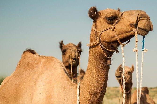 2 Days and 1 Night Camel Safari - Starting Point and Logistics