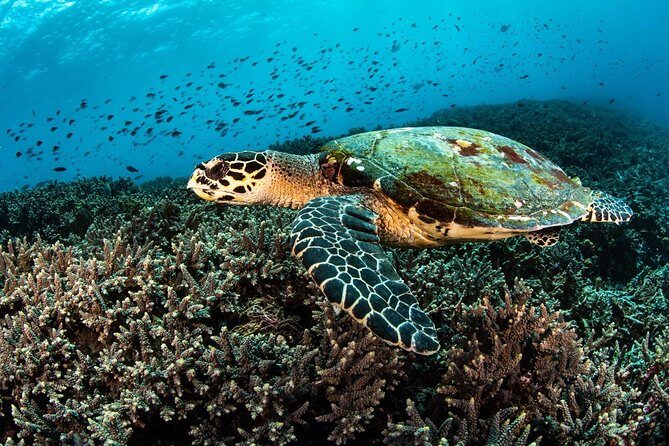 2 Days Discover Scuba Diving in Nusa Lembongan - Scuba Initiation - Authentic Experiences from Other Travelers